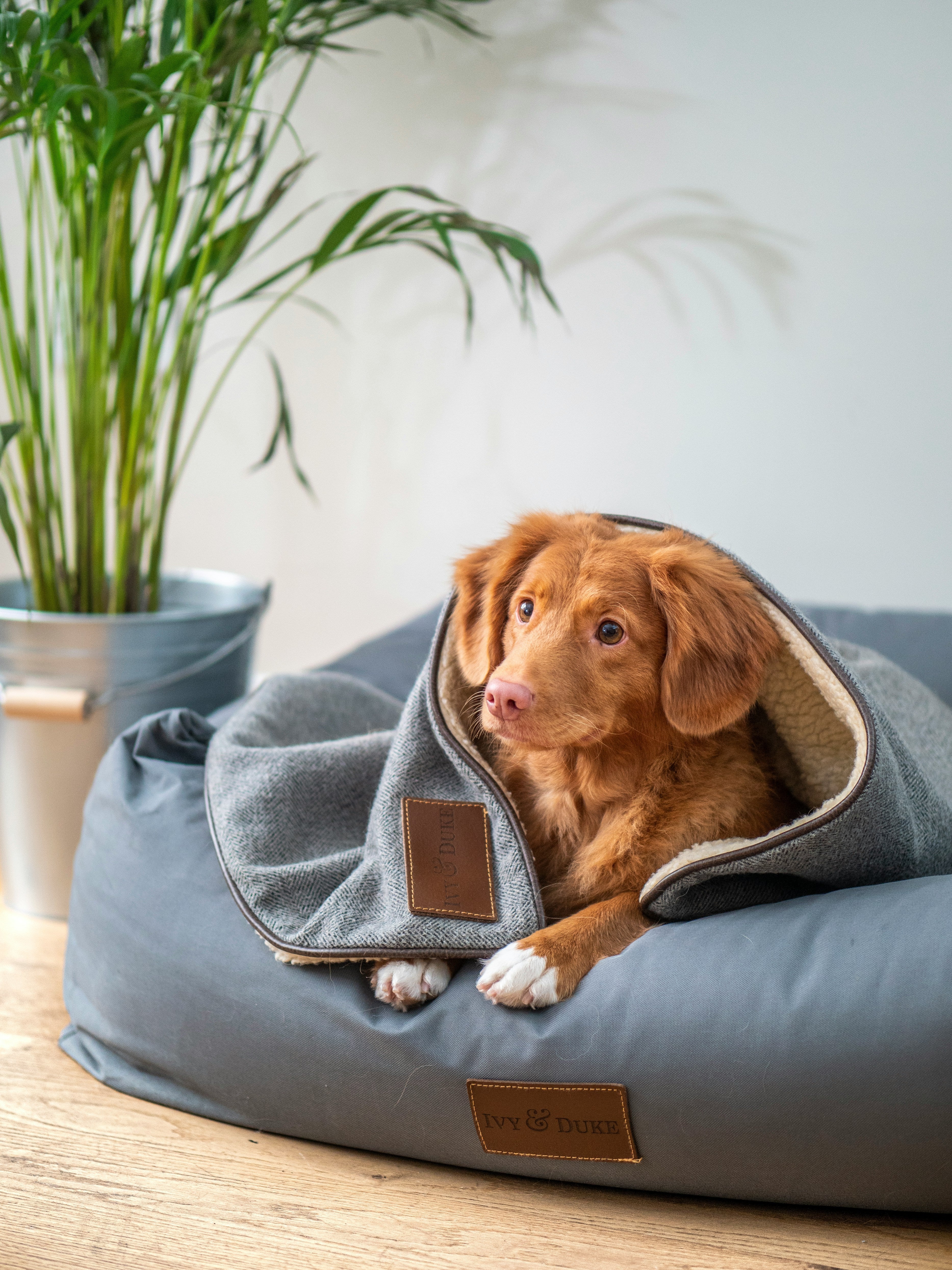pet products